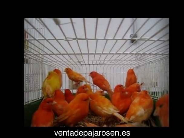 Cria de canarios en casa Jimena de la Frontera?
